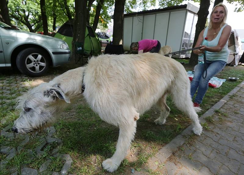 Soutěžní výstava psů Nord Bohemia Canis