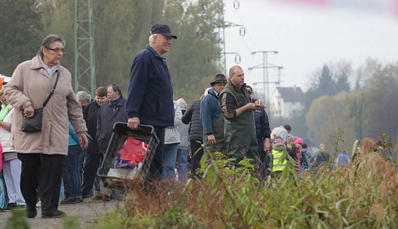 Výlov rybníka Chmelař v Úštěku