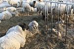 Trpící zvířata na pastvinách u Lbína.
