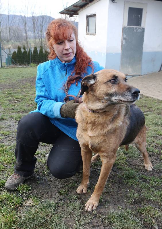 5. února 2018 . Spolumajitelka psího útulku Jana Kimrová ukazuje v jaké kondici je týraný pes z Vrbičan.