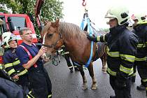 Hasiči cvičili v Terezíně vyprošťování s živým koněm