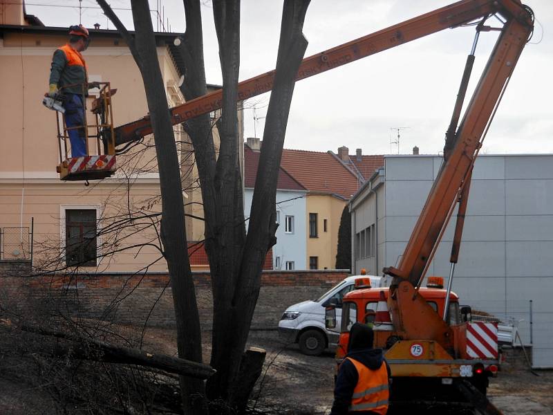 Kácení stromů u školky v Litoměřicích na konci ledna 2019