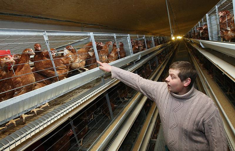 Drůbežárna v Libotenicích na Litoměřicku má již několik let slepice ve volném chovu, ale také v klecích. Archivní foto z roku 2020