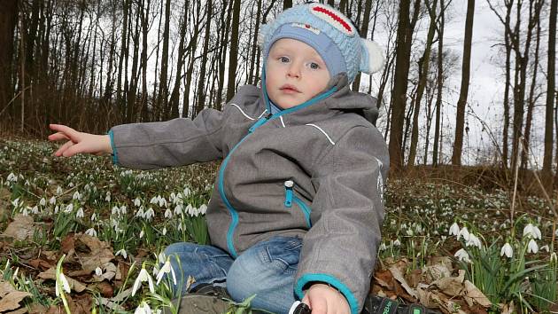 Lužní les nedaleko Vědomic u Roudnice nad Labem se proměnil v bělostnou louku plnou kvetoucích sněženek.
