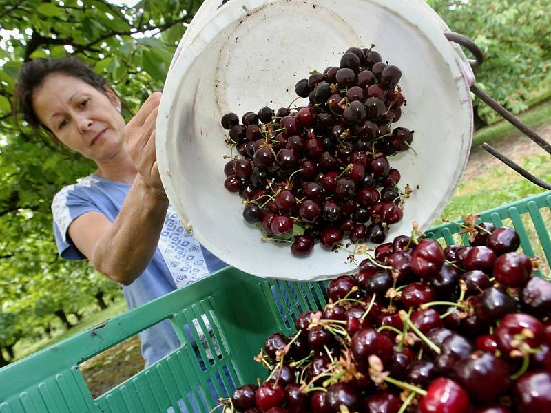 Brigádníci ze zemědělského družstva Klapý sklízejí v sadech v Českém středohoří tuny krásných, červených třešní.