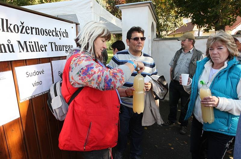 Žernosecké vinobraní2013