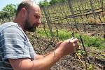 Pavel Hrabkovský na poničené vinici ve Velkých Žernosekách.