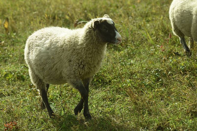 Pastva pod Radobýlem je placená z projektu LIFE