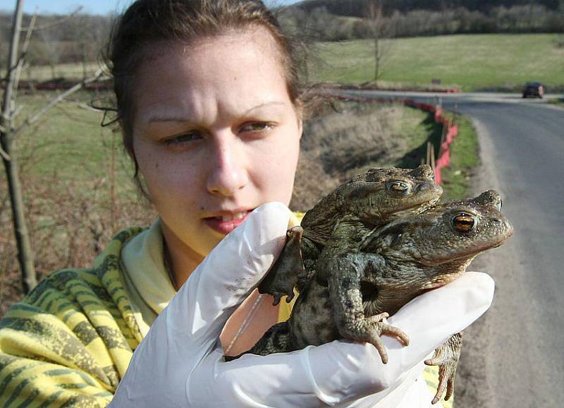 Dobrovolníci společně s  pracovníky Správy CHKO zajišťují bezpečný přechod žab, aby neskončily pod koly projíždějících aut. 