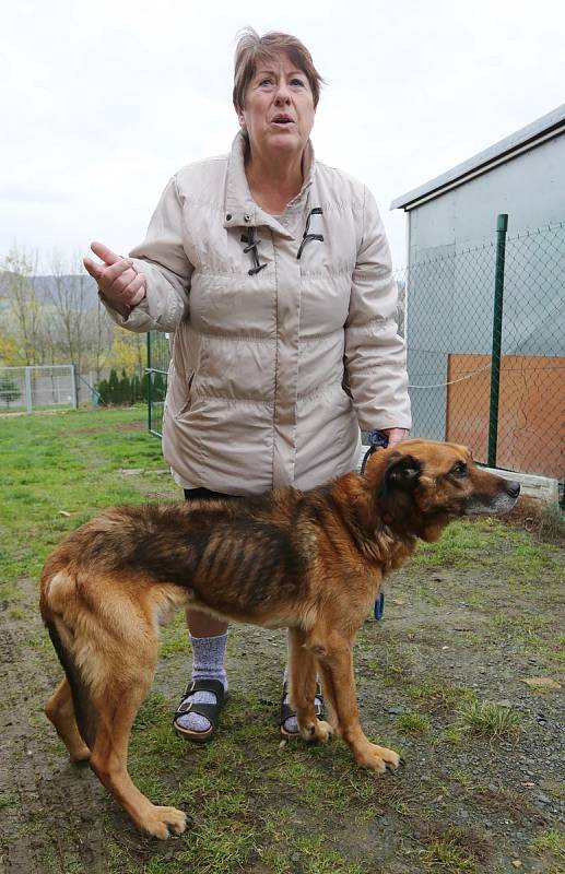 Majitelka psího útulku Milena Maskulanisová ukazuje týraného psa, kterého přivezli z Vrbičan.