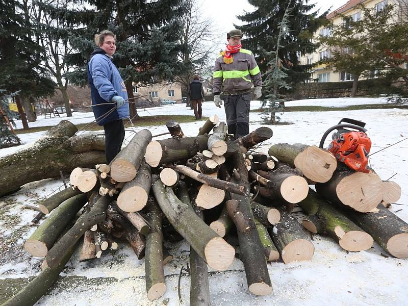 Kácení stromů v Lovosicích