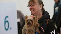 Krajská výstava psů na výstavišti v Litoměřicích
