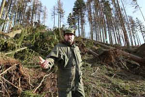 Pondělní vichřice zdecimovala část obecních lesů v Lovečkovicích.