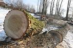 V lovosickém lesoparku Osmička začalo kácení stromů.