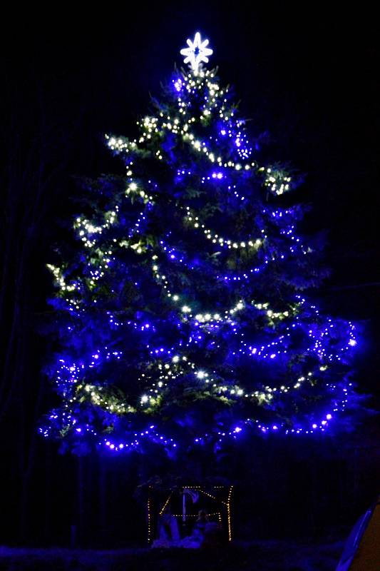 Vánoční strom ve Skalici u Třebívlic