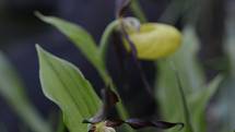 Vzácná orchidej střevíčník pantoflíček (Cypripedium calceolus)