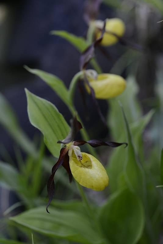 Vzácná orchidej střevíčník pantoflíček (Cypripedium calceolus)