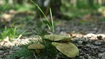 Hřib osmahlý (Boletus ferrugineus), jeden z mnoha druhů hřibovitých hub, které jsou pro laika jen houbařskou klasikou. (Boletus ferrugineus)