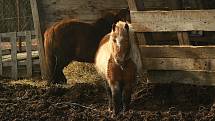 Na okraji Pokratic žijí plnokrevníci i minihorse v podmínkách, které prověří veterináři