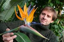 Vedoucí zámecký zahradník v Libochovicích Jan Holub ukazuje kvetoucí strelícii královskou