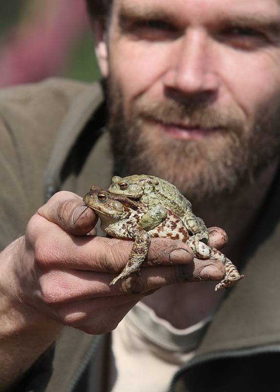 Migrující žabí populaci zachraňují dobrovolníci na třech místech Litoměřicka. Jedním z nich je Roman Vlček, který postupně vybírá žáby ze zátarasů a přenáší je do místního rybníka.