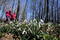 Když do Dobříně, tak na sněženky. Dívat se a netrhat, jen tak můžete pozorovat kvetoucí lužní les plný krásných sněženek. Přestože je ještě po ránu mrazivo tak v Dobříni u Roudnice nad Labem opět po roce rozkvetly sněženky předjarní. Posel jara je, ale ch
