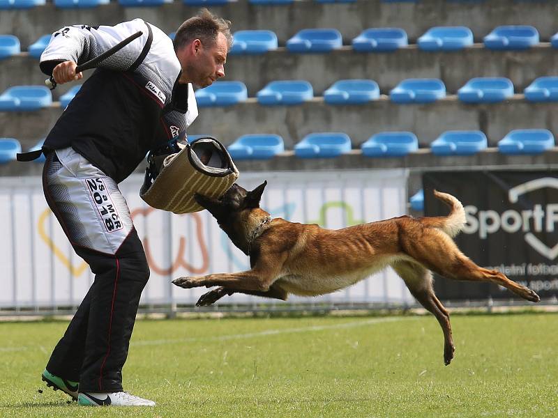 Příznivci sportovní kynologie soutěžili v areálu Pod Lipou v Roudnici nad Labem v Mistrovství ČR IPO.