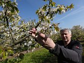 V SADU. Vedoucí ovocnářství ZD Klapý Vítězslav Houdek, stejně jako jeho kolegové ovocnáři v regionu, má obavu, že končící chladné počasí může významně ohrozit úrodu hlavně teplomilných odrůd ovoce. Vliv na to má i absence včel. 