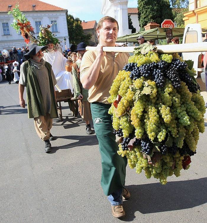 Třebívlické vinobraní po sto letech.