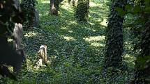 Den Židovských památek v Roudnici zpřístupní unikátní hřbitov