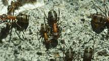 Mravenci patří mezi nejhojnější bezobratlé