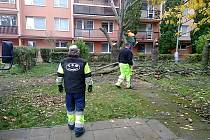 Kácení stromů v litoměřické Nezvalově ulici.