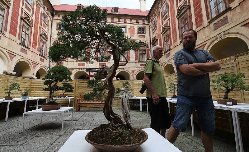 Tradiční letní výstava bonsají bude letos kratší. Začala v pátek a končí v pondělí. Tradiční výstavu navštíví stovky obdivovatelů.