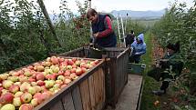 Pracovníci a brigádníci sklízejí v sadech pod Hazmburkem metráky krásných jablíček, které si mohou zákazníci téměř okamžitě koupit domů.