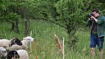 Ajťák David Vedra pase ovce pod Košťálovem