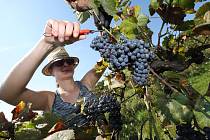 Burčáku bude dost a bude výborný, slibují vinaři Dalibor Mikulenko a Pavel Hrabkovský z Velkých Žernosek. Začala sklizeň hroznů na vinohradu v Žalhosticích.