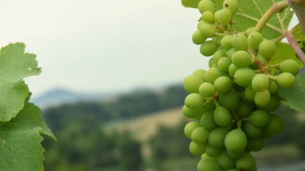 Přestože vinobraní bude až za pár měsíců, už teď se rýsuje dobrá sklizeň révy.