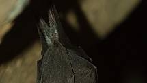 Vrápenec malý. Velmi vzácný druh netopýra vyskytující se na několika lokalitách na Litoměřicku a Děčínsku.
