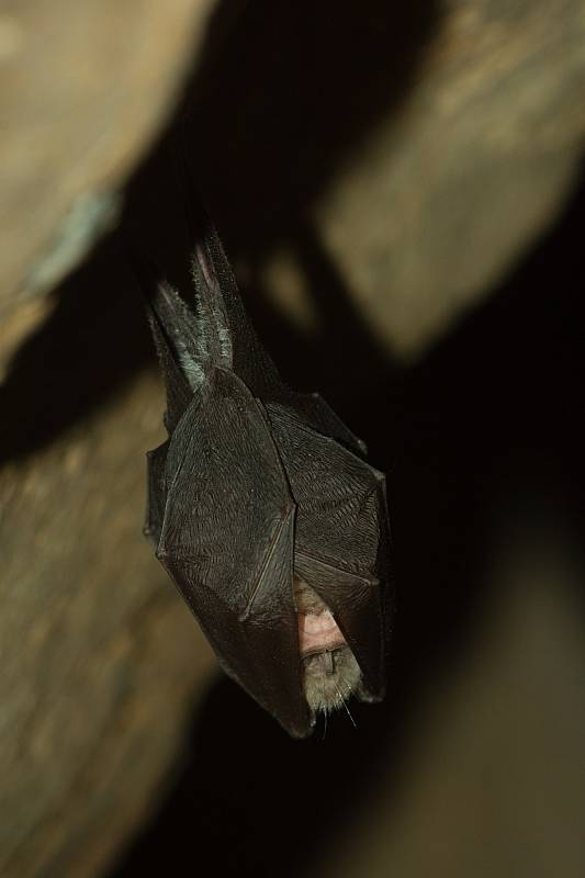 Vrápenec malý. Velmi vzácný druh netopýra vyskytující se na několika lokalitách na Litoměřicku a Děčínsku.