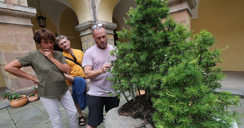 Tradiční letní výstava bonsají bude letos kratší. Začala v pátek a končí v pondělí. Tradiční výstavu navštíví stovky obdivovatelů.