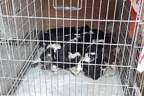 V extrémně nevyhovujících podmínkách žila smečka třinácti psů v jednom z domů ve vesnici Boreč na Lovosicku. Zvířata skončila v řepnickém útulku.