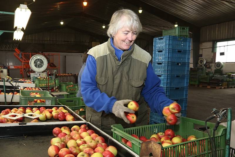  V těchto dnech se do skladů s třídicí linkou svážejí poslední tuny pozdních odrůd jablek. Plody ve standardní velikosti si odvezou obchodníci, nebo se uskladní na zimu.