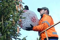 Pracovníci technických služeb začali v úterý 4. prosince zdobit vánoční strom na Mírovém náměstí v Litoměřicích.