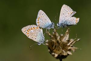 Modrásci patří mezi motýlí elegány