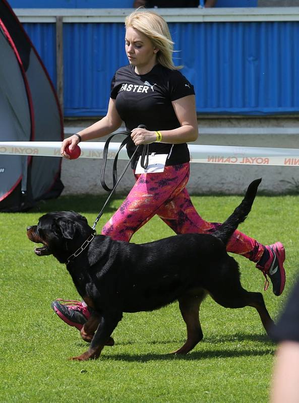 MAJITELÉ ROTTWEILERŮ v Roudnici předvedli své psí miláčky. Do soutěže se zapojilo na 350 krasavců tohoto plemene. 