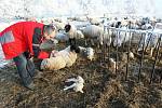 Trpící zvířata na pastvinách u Lbína.
