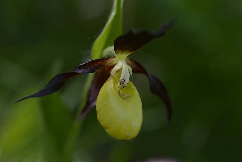 Vzácná orchidej střevíčník pantoflíček (Cypripedium calceolus)
