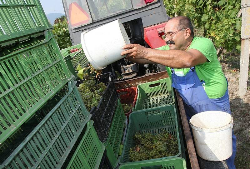 Sklizeň prvních letošních hroznů na burčák začala také na Litoměřicku a Podřipsku. V pondělí sklízeli například u Žalhostic hrozny odrůdy Müller Thurgau. 