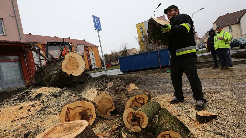 Pracovníci technických služeb likvidují strom, který v noci na 11. listopadu spadl na automobil v Lovosicích