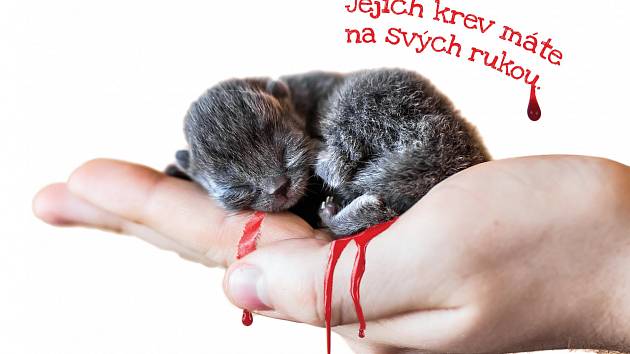 Výřez z plakátu iniciativy Kastruj.cz, která se snaží zabránit usmrcování nechtěných koťat.